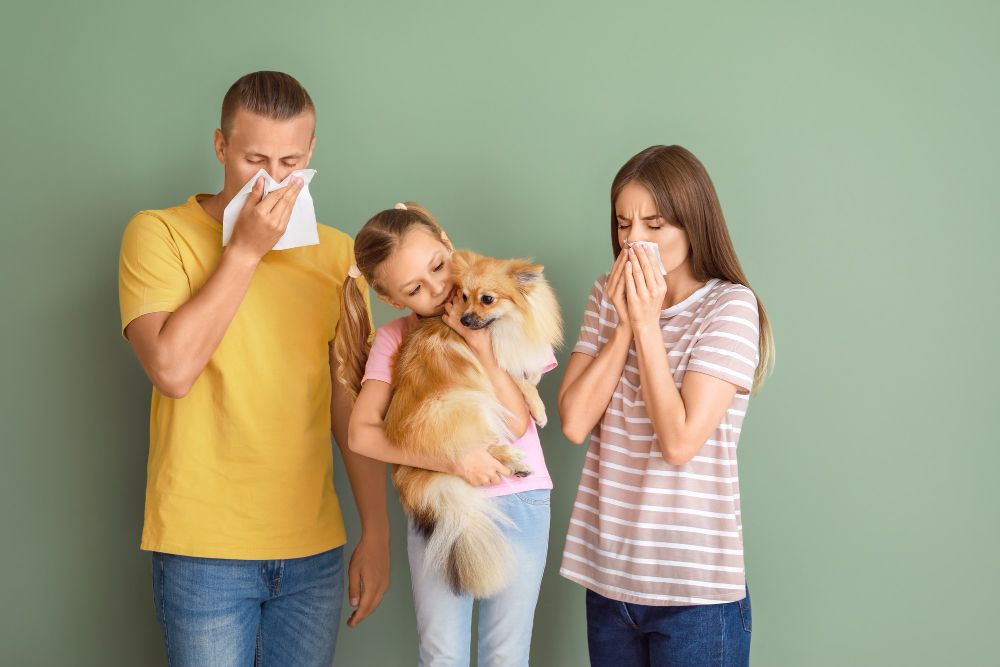 Alergia na sierść zwierząt – jak sobie z tym poradzić?